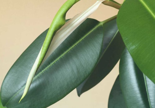 Why the Best Air Purifying House Plants are Essential for Optimal HVAC Maintenance